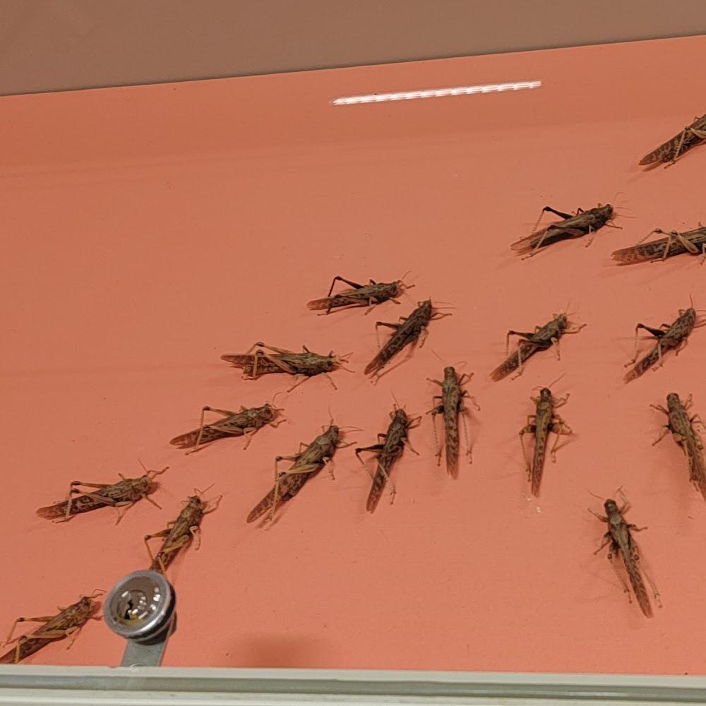 Many brown grasshoppers on an orange surface.